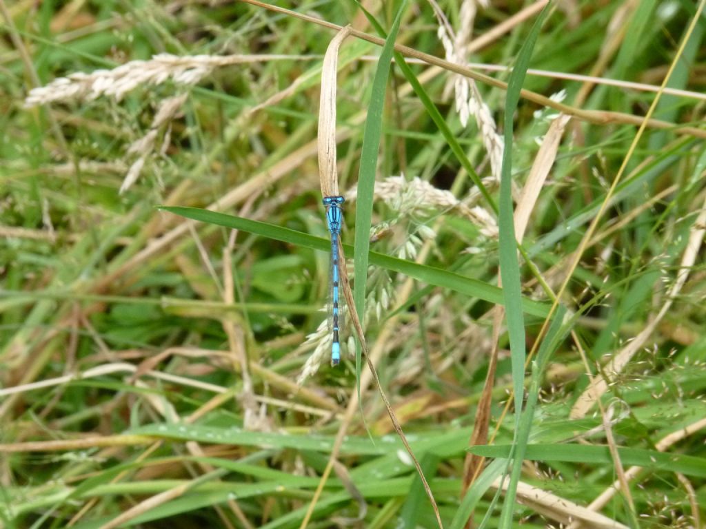 identificazione specie Coenagrion